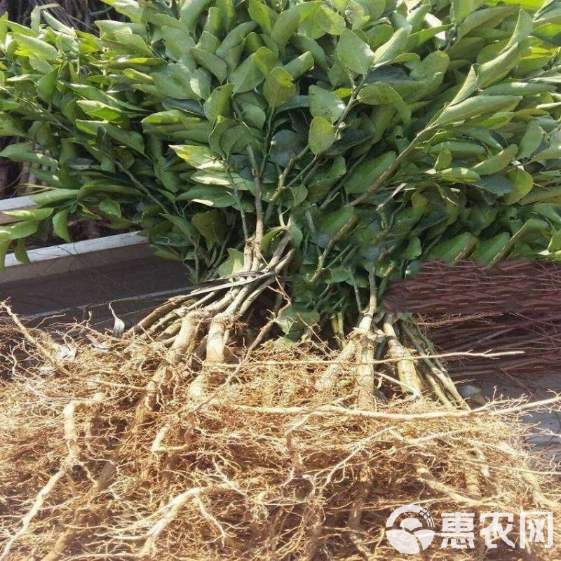 脆皮金桔苗